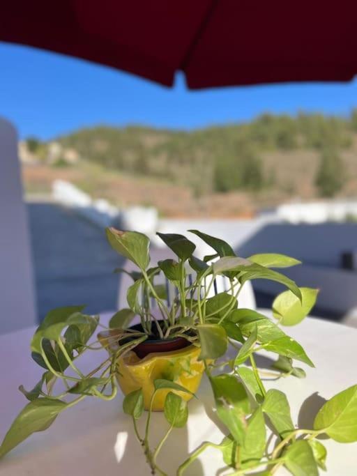Casa El Pino B Apartman Vera de Erque Kültér fotó